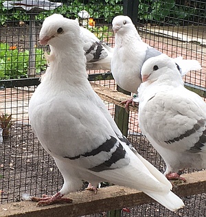 Fraaie blauwzilver