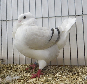 opgericht